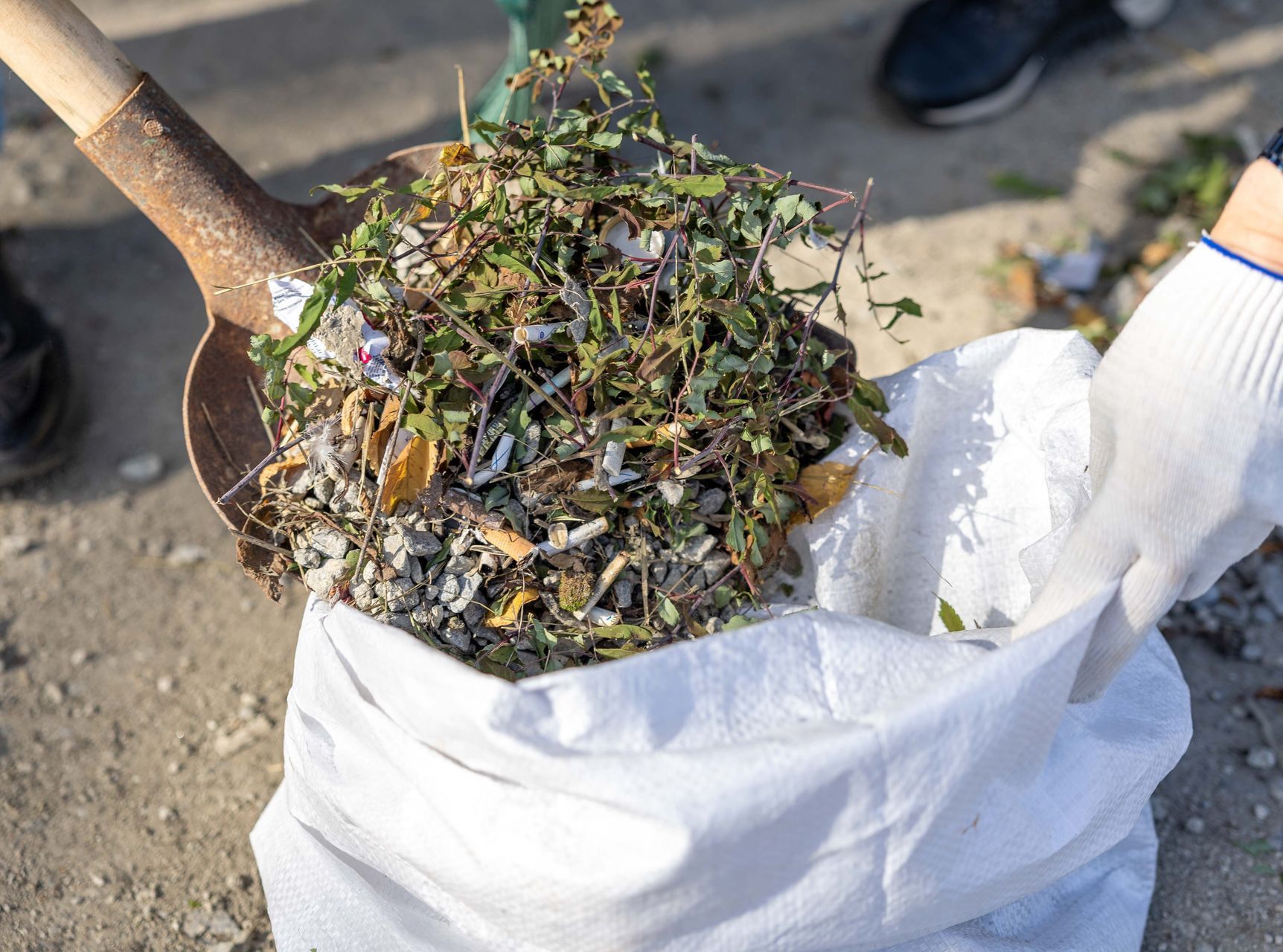 Close-up of a person cleaning up weeds with a shovel and a garbage bag outdoors.